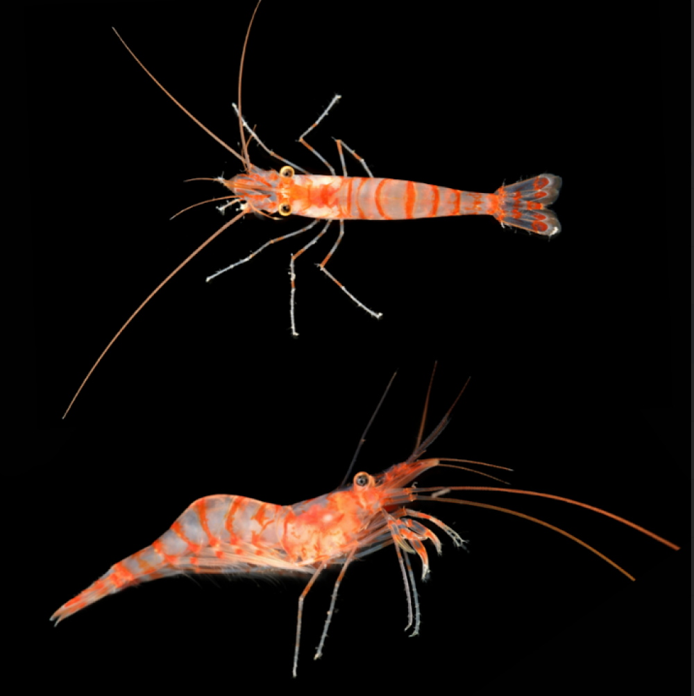 the shrimp are vibrantly striped in orange and white the shrimp are vibrantly striped in orange and white